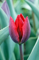 counselling chiswick